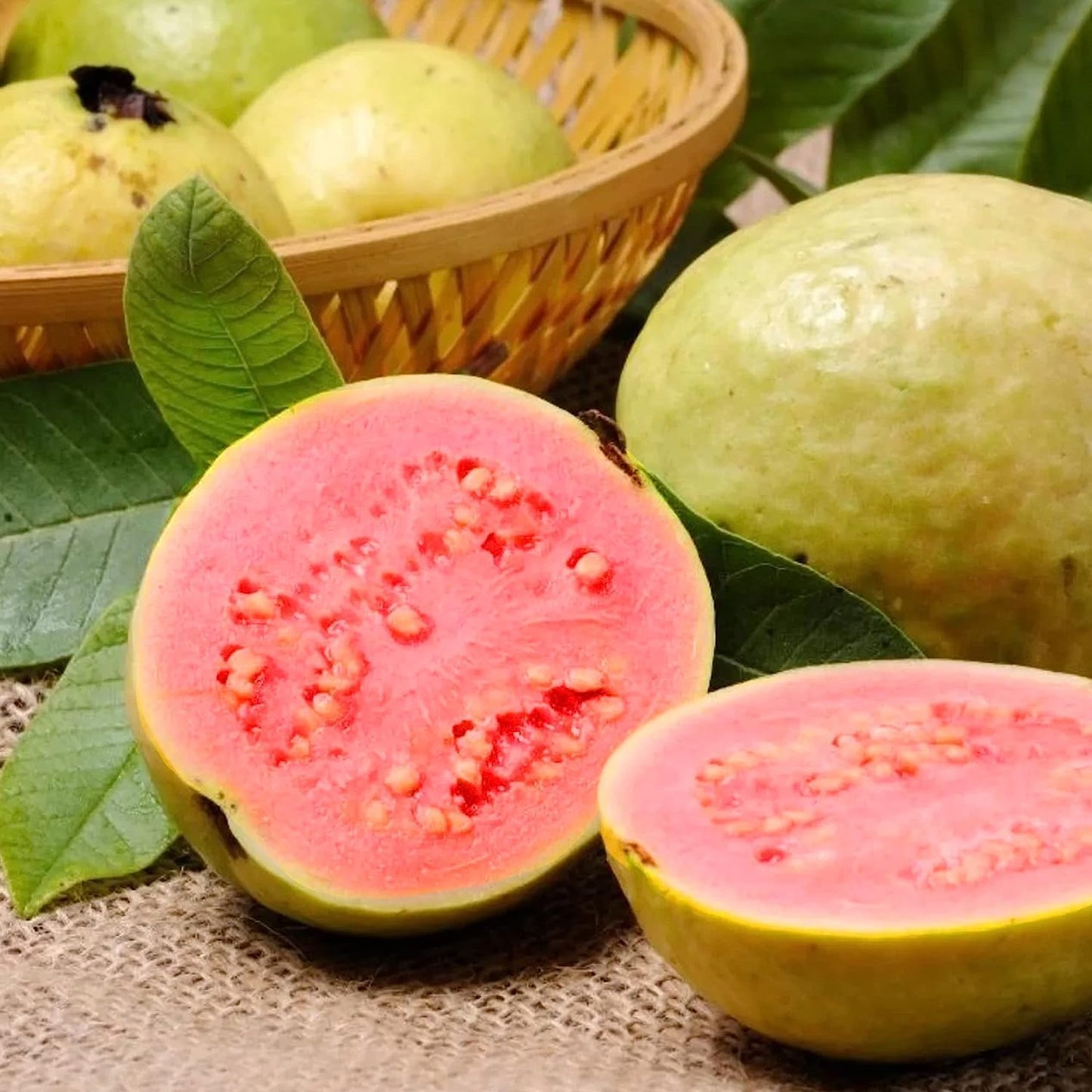 Pacote de 36 lanches de goiaba com alto teor de vitamina C goiaba, ideal para desportistas e cheio de energia